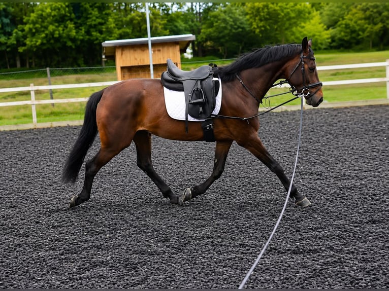 KWPN Stute 4 Jahre 168 cm Brauner in Stallhofen