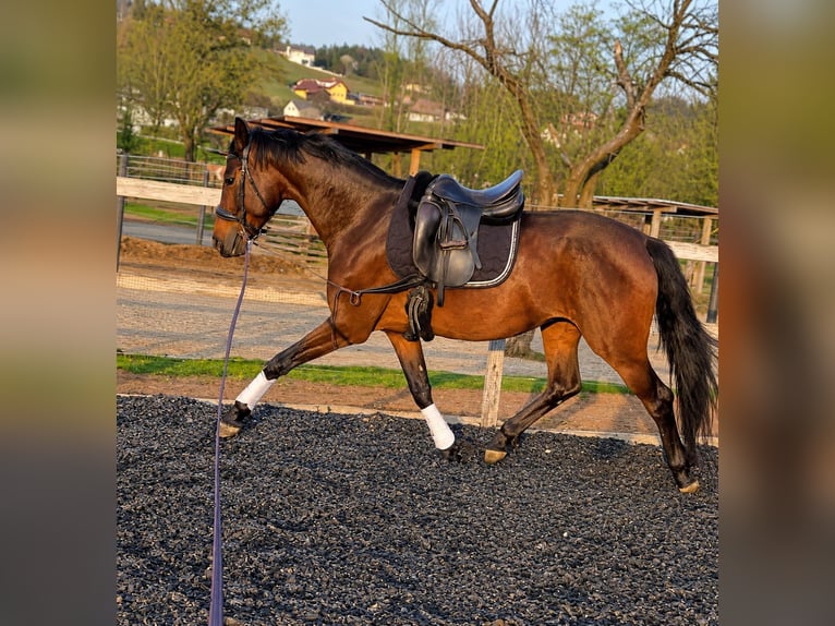 KWPN Stute 4 Jahre 168 cm Brauner in Stallhofen