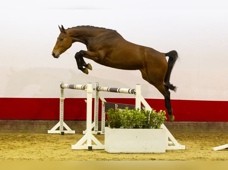 KWPN Stute 4 Jahre 168 cm Brauner in Waddinxveen