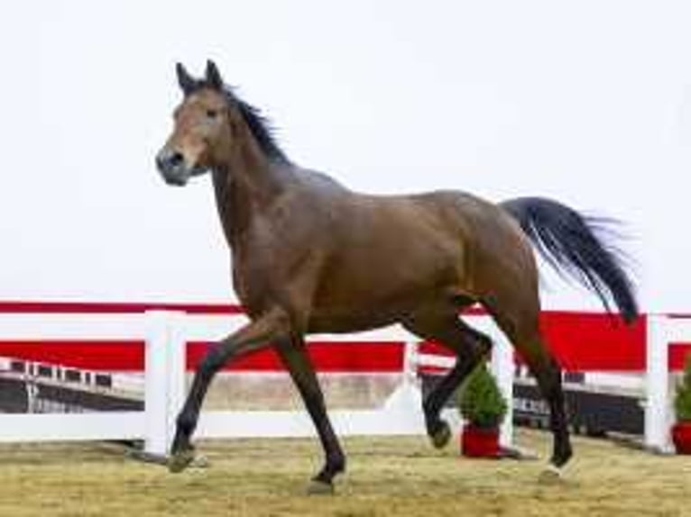 KWPN Stute 4 Jahre 168 cm Brauner in Waddinxveen