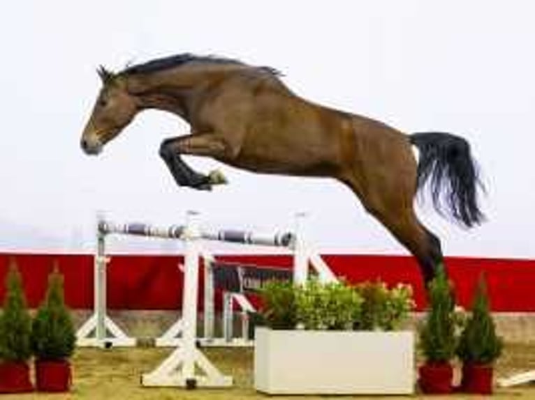 KWPN Stute 4 Jahre 168 cm Brauner in Waddinxveen