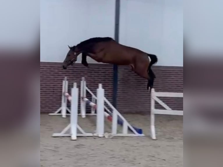 KWPN Stute 4 Jahre 168 cm Brauner in Murska Soboda