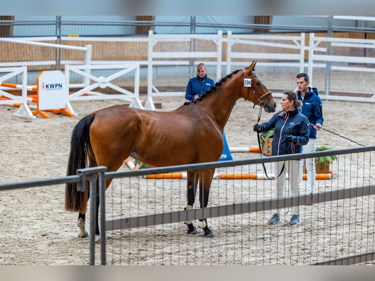 KWPN Stute 4 Jahre 168 cm Brauner in Goch