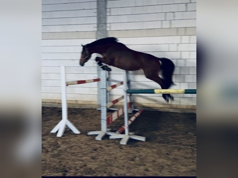 KWPN Stute 4 Jahre 168 cm Brauner in Rietberg