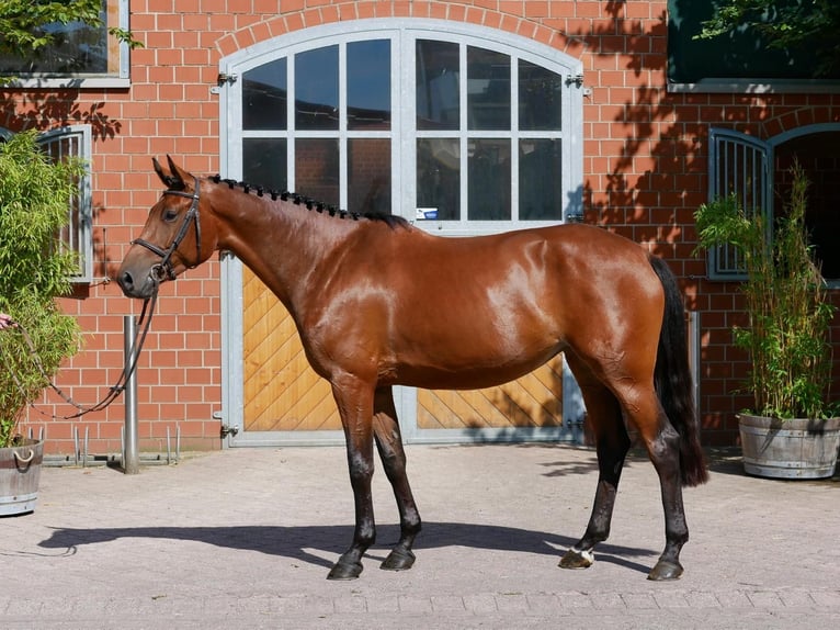 KWPN Stute 4 Jahre 168 cm Brauner in Rietberg