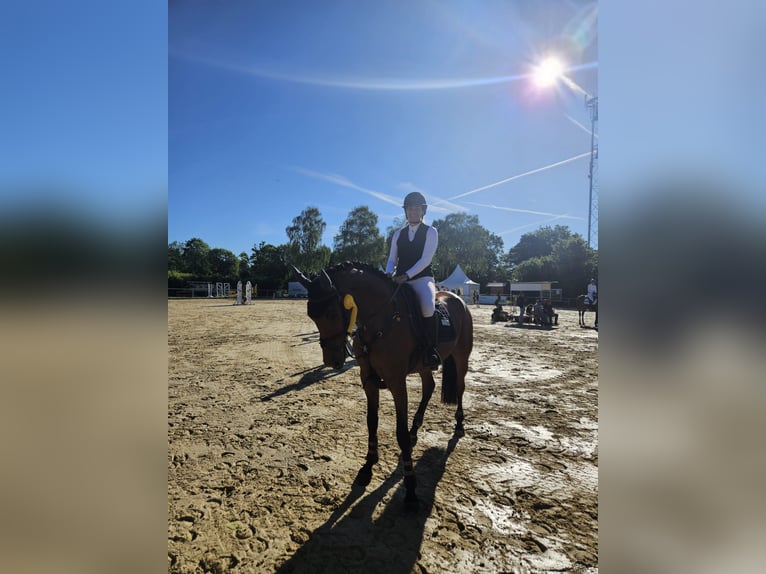 KWPN Stute 4 Jahre 168 cm Brauner in Rietberg