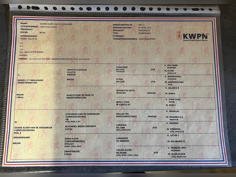 KWPN Stute 4 Jahre 168 cm Brauner in Rietberg