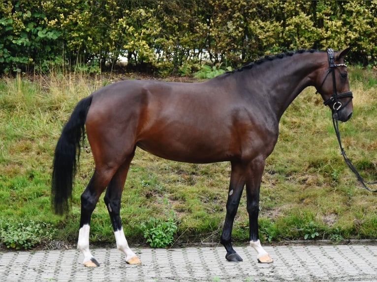 KWPN Stute 4 Jahre 168 cm Dunkelbrauner in Fürstenau