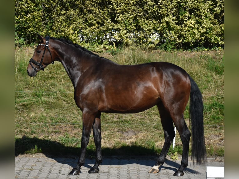 KWPN Stute 4 Jahre 168 cm Dunkelbrauner in Fürstenau