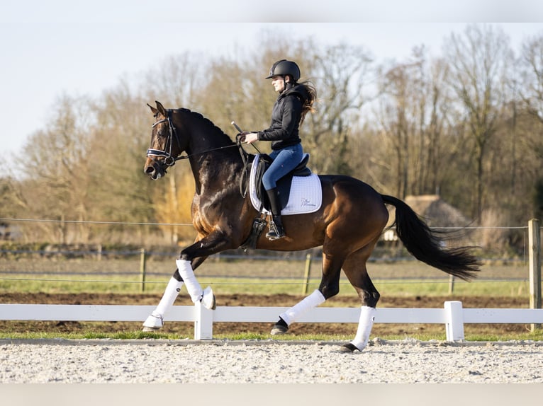 KWPN Stute 4 Jahre 168 cm Dunkelbrauner in Vledderveen