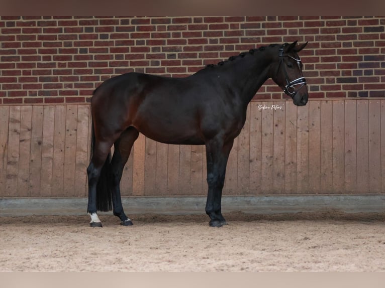 KWPN Stute 4 Jahre 168 cm Dunkelbrauner in Goch