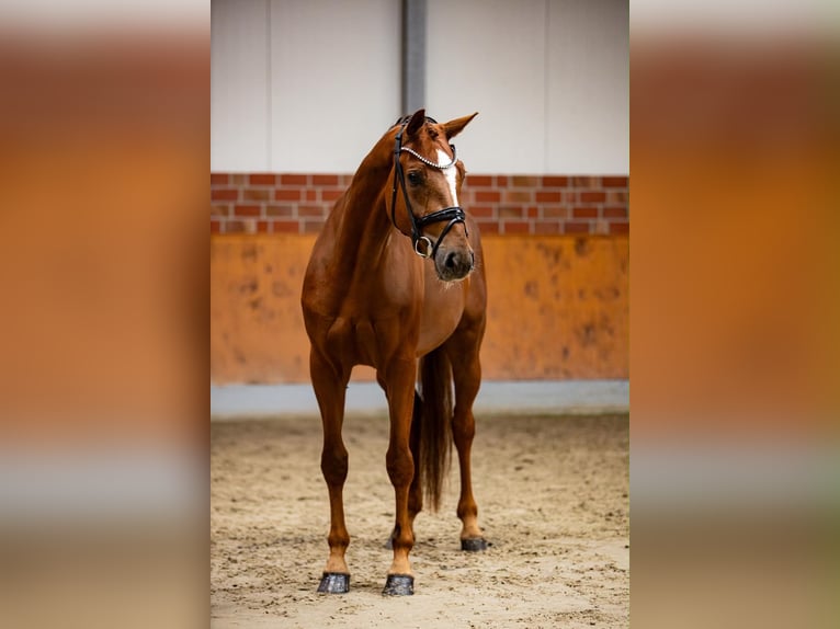 KWPN Stute 4 Jahre 168 cm Fuchs in Horstmar