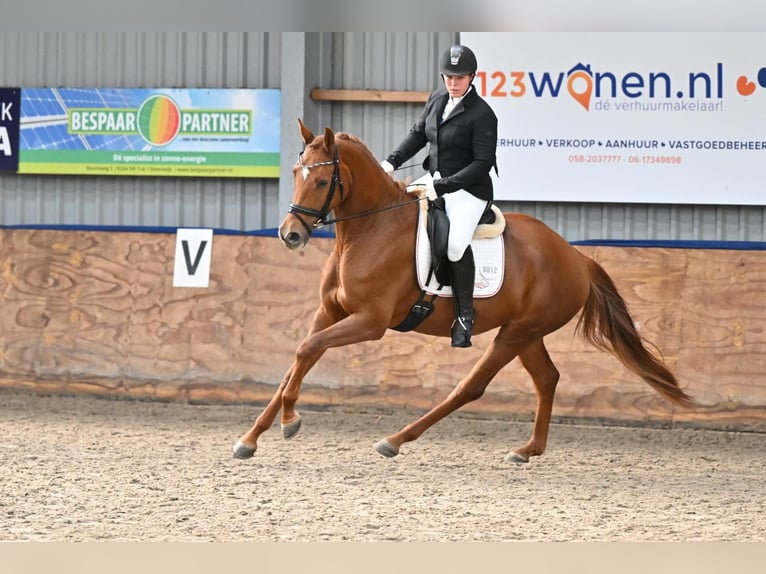 KWPN Stute 4 Jahre 168 cm Fuchs in Swifterbant