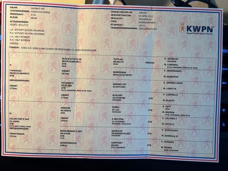 KWPN Stute 4 Jahre 168 cm Rappe in Achtmaal