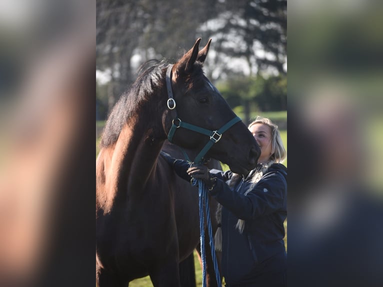 KWPN Stute 4 Jahre 168 cm Rappe in Achtmaal