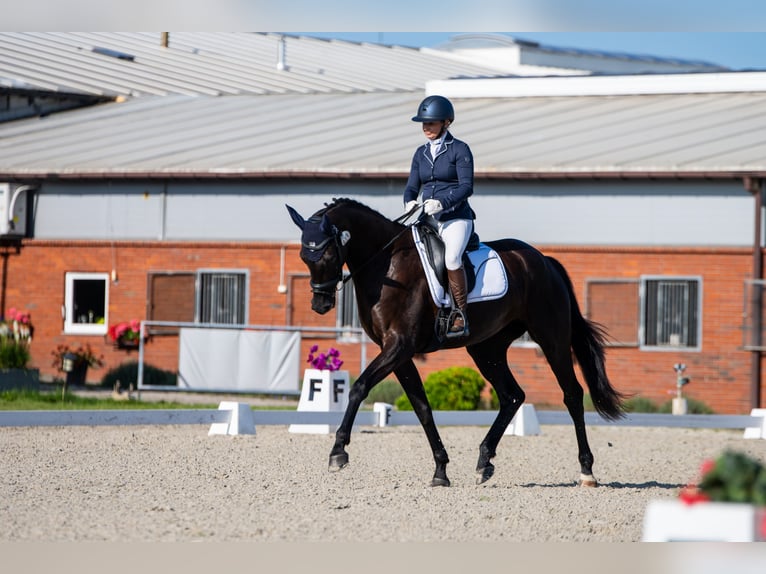 KWPN Stute 4 Jahre 168 cm Rappe in popiel&#xF3;w