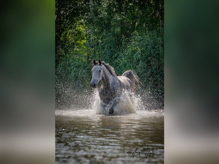 KWPN Stute 4 Jahre 168 cm Schimmel in Ansen