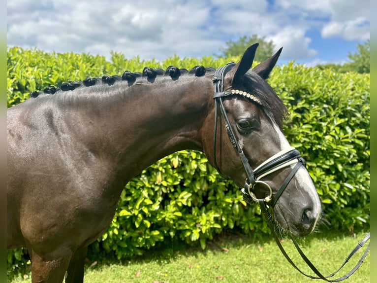 KWPN Stute 4 Jahre 168 cm Schwarzbrauner in Ampfing