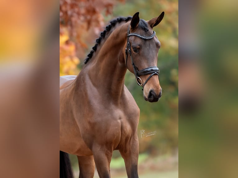 KWPN Stute 4 Jahre 169 cm Brauner in Peer