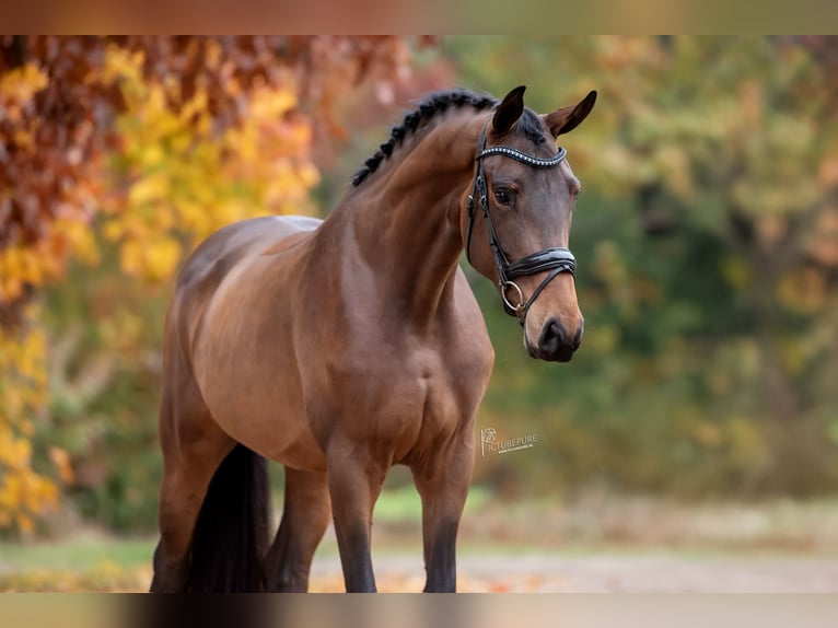 KWPN Stute 4 Jahre 169 cm Brauner in Peer