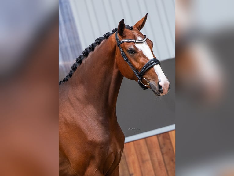KWPN Stute 4 Jahre 169 cm Brauner in Andijk