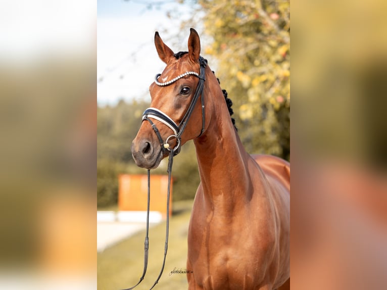 KWPN Stute 4 Jahre 169 cm Brauner in Lehrberg