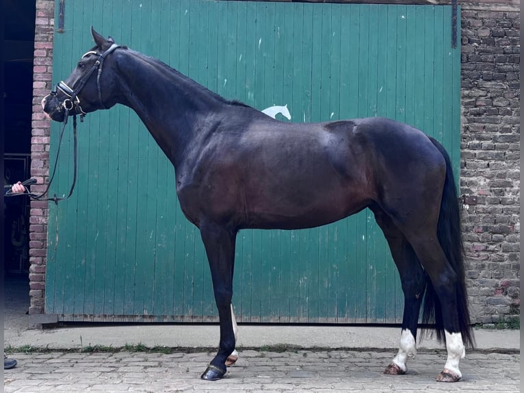KWPN Stute 4 Jahre 169 cm Rappe in Essen