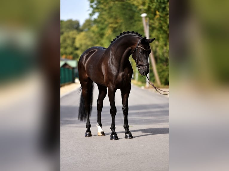 KWPN Stute 4 Jahre 169 cm Rappe in Cegléd