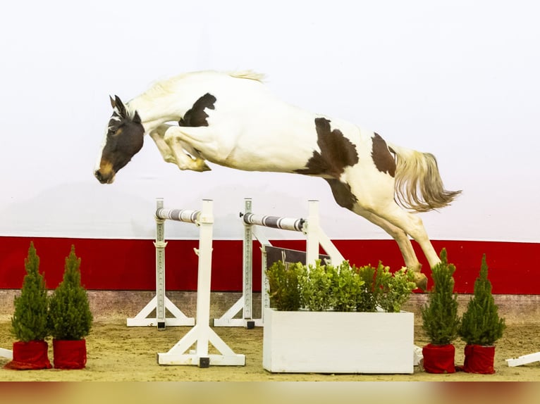 KWPN Stute 4 Jahre 169 cm in Waddinxveen