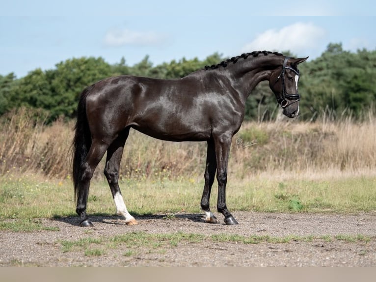 KWPN Stute 4 Jahre 170 cm Brauner in Peer