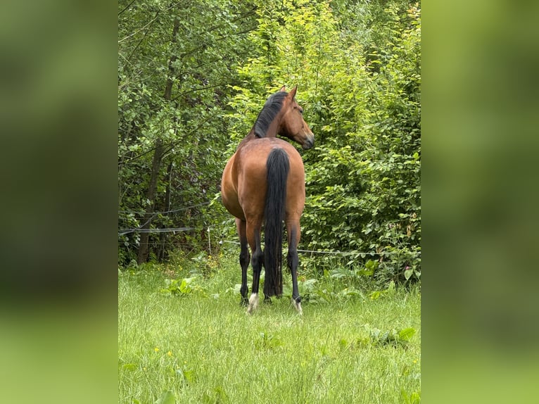 KWPN Stute 4 Jahre 170 cm Brauner in Veenklooster
