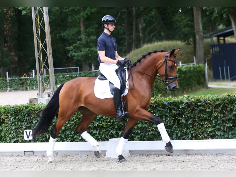 KWPN Stute 4 Jahre 170 cm Brauner in Weert