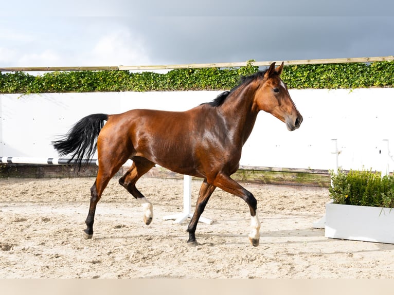 KWPN Stute 4 Jahre 170 cm Brauner in Waddinxveen KWPN Stute 4 Jahre 170 cm Brauner in Waddinxveen