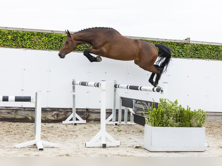 KWPN Stute 4 Jahre 170 cm Brauner in Waddinxveen