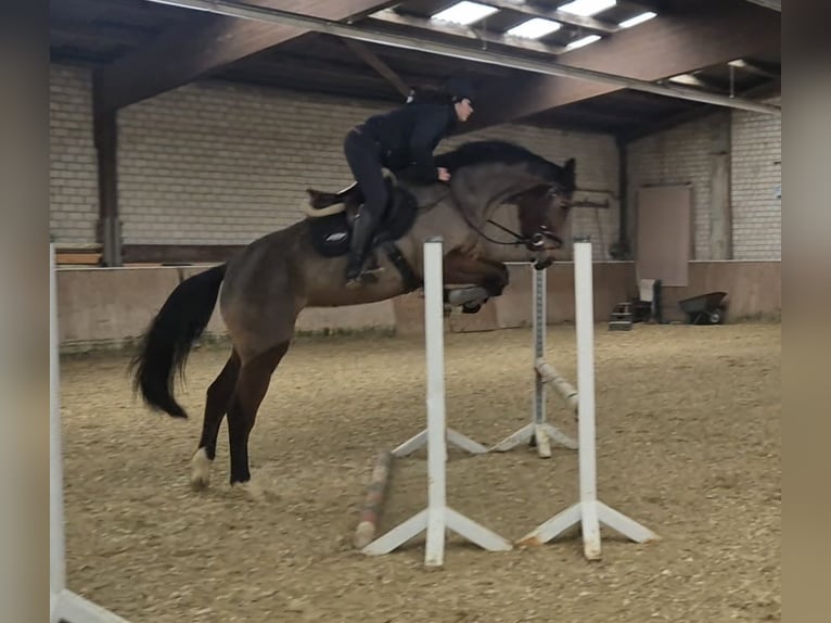 KWPN Stute 4 Jahre 170 cm Brauner in Königsbach-Stein