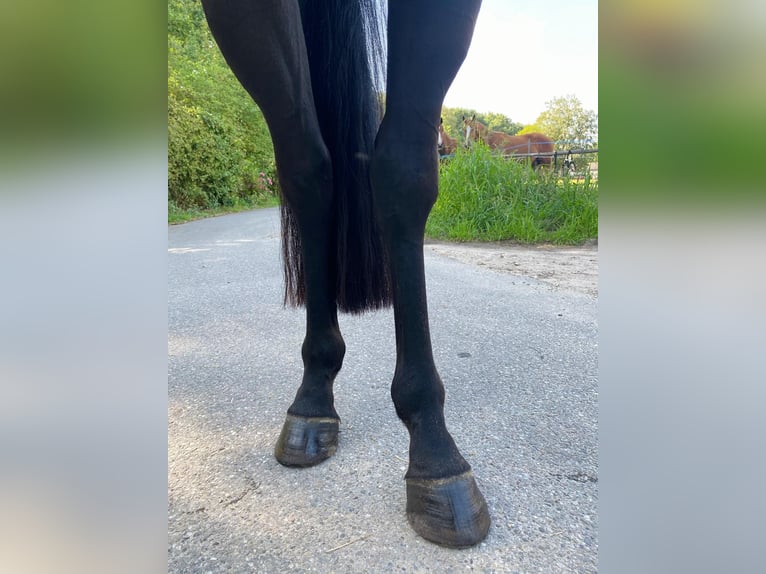 KWPN Stute 4 Jahre 170 cm  in Kaulille