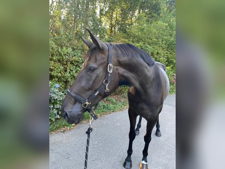 KWPN Stute 4 Jahre 170 cm  in Kaulille