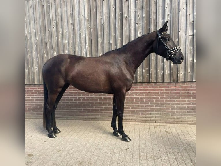 KWPN Stute 4 Jahre 170 cm Rappe in Leusden