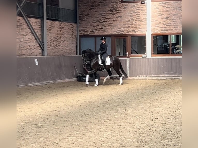 KWPN Stute 4 Jahre 170 cm Rappe in Purmerend KWPN Stute 4 Jahre 170 cm Rappe in Purmerend