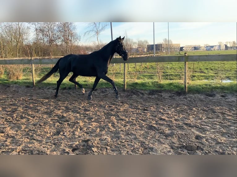 KWPN Stute 4 Jahre 170 cm Rappe in Uitgeest