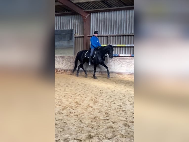 KWPN Stute 4 Jahre 170 cm Rappe in Uitgeest