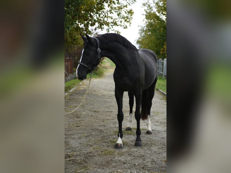 KWPN Stute 4 Jahre 170 cm Rappe in Murska Soboda