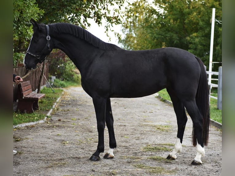 KWPN Stute 4 Jahre 170 cm Rappe in Murska Soboda