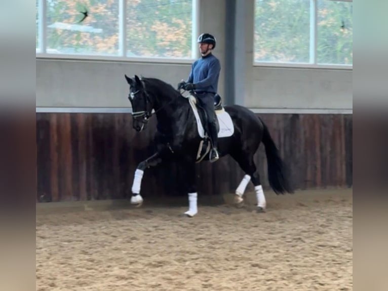 KWPN Stute 4 Jahre 170 cm Schwarzbrauner in Arendonk