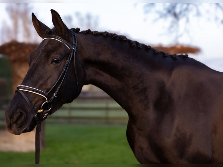KWPN Stute 4 Jahre 170 cm Schwarzbrauner in Nijkerkerveen