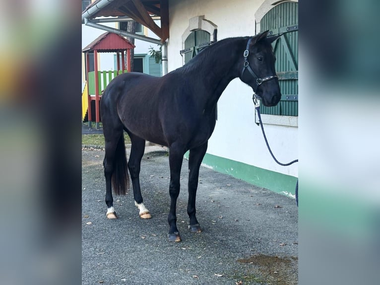 KWPN Stute 4 Jahre 170 cm in Halbenrain