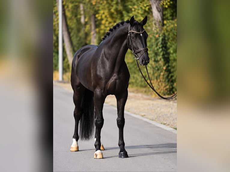 KWPN Stute 4 Jahre 171 cm Rappe in Határ utca 25