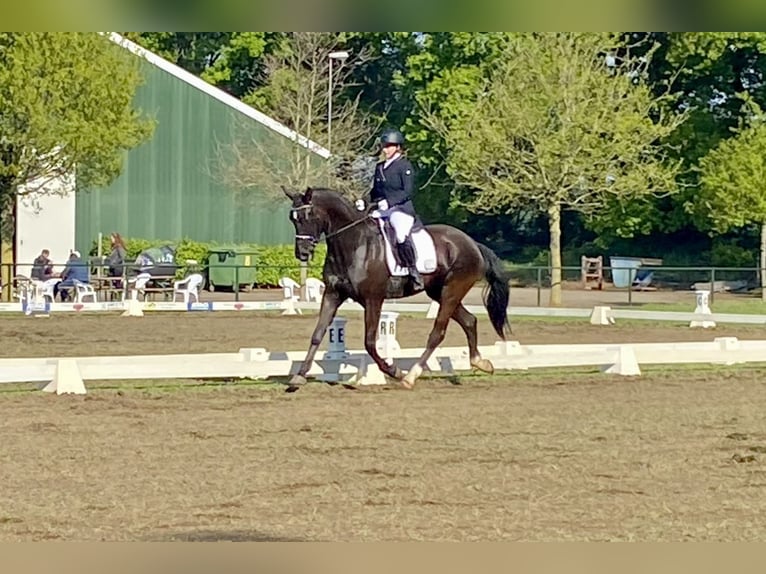 KWPN Stute 4 Jahre 171 cm Rappe in Talavera De La Reina