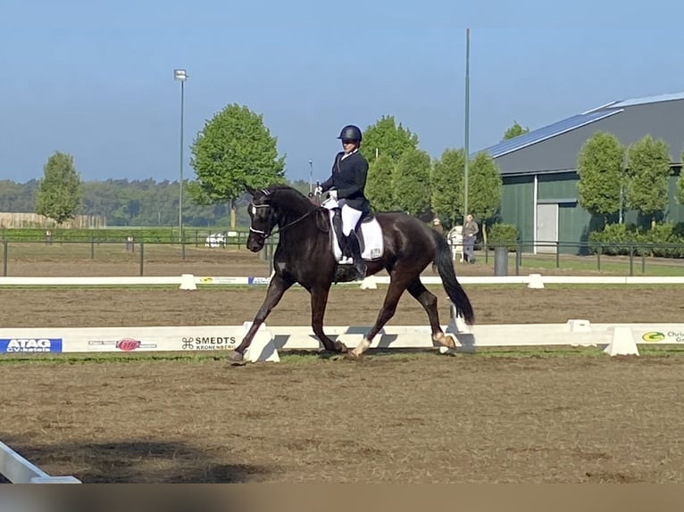 KWPN Stute 4 Jahre 171 cm Rappe in Talavera De La Reina