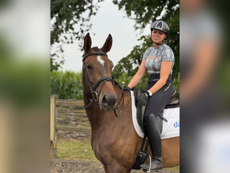 KWPN Stute 4 Jahre 172 cm Brauner in Lokeren